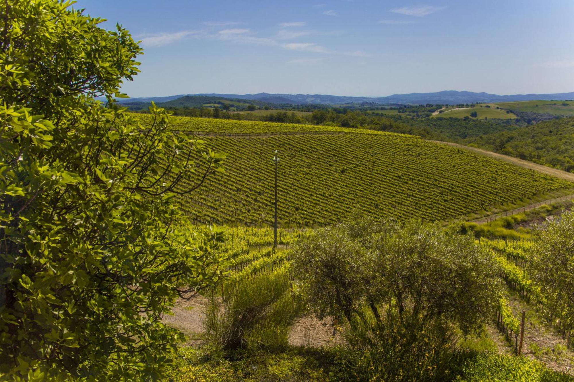 Vila Fattoria Di Magliano Winery Magliano in Toscana Pokoj fotografie