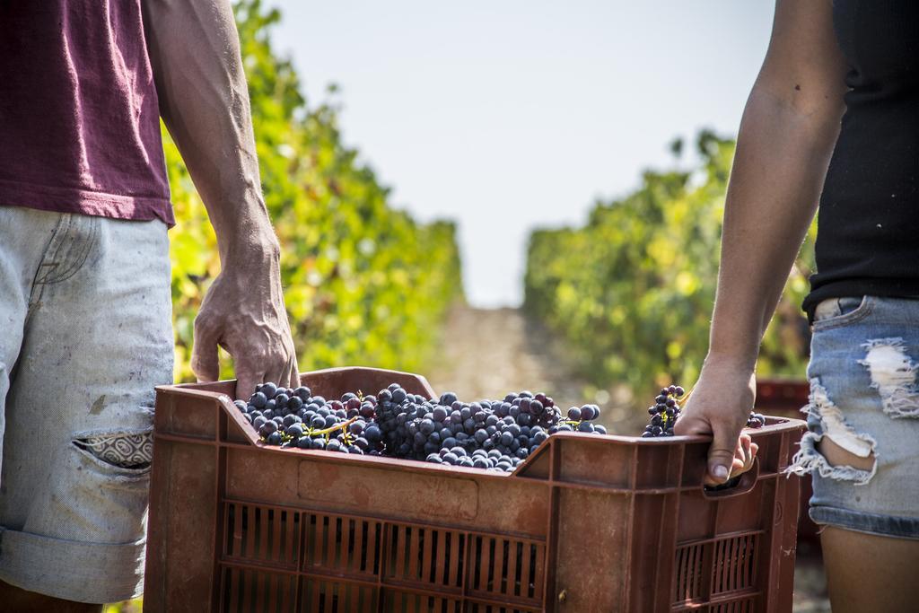 Vila Fattoria Di Magliano Winery Magliano in Toscana Exteriér fotografie